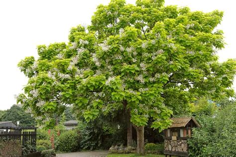 Catalpa Bignonioides Southern Catalpa