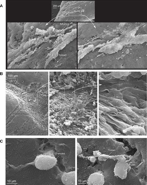 Figures And Data In Epidermal Threads Reveal The Origin Of Hagfish