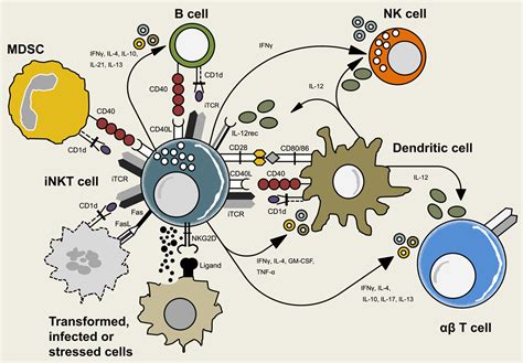 Frontiers Reciprocal Crosstalk Between Dendritic Cells And Natural