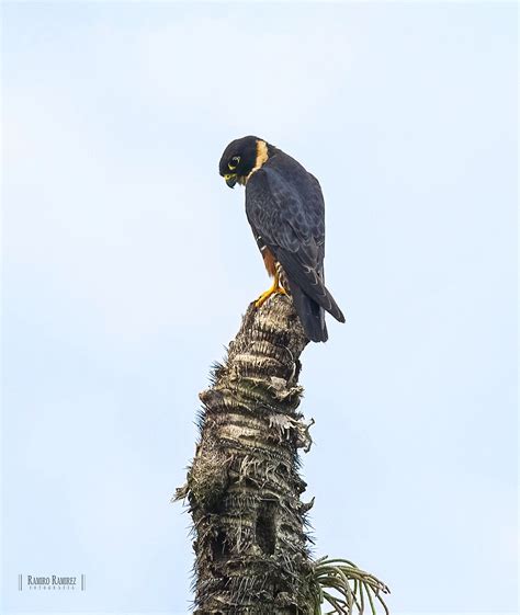 Falco Rufigularis Bat Falcon Halc N Murcielaguero Flickr