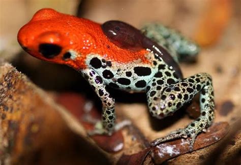 Fakta Katak Panah Beracun Racunnya Bisa Membunuh Dalam Menit