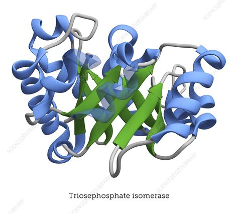 Protein structure of triosephosphate isomerase enzyme - Stock Image ...