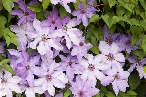 Blue Ravine Clematis Monrovia Blue Ravine Clematis Clematis