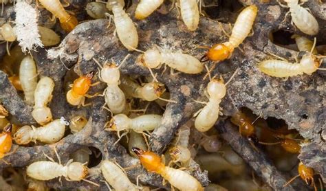 5 Reasons To Get Termite Inspection Done Regularly By Eco Guardians Medium