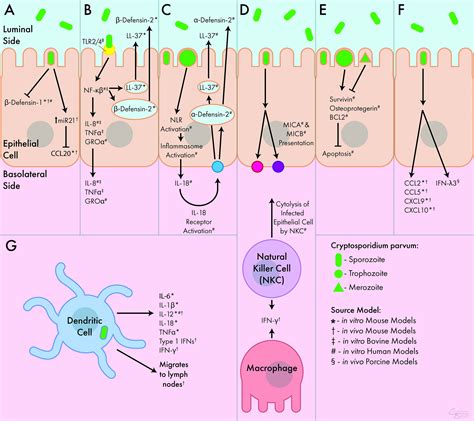 Frontiers The Mucosal Innate Immune Response To Cryptosporidium