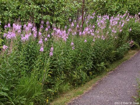 Chamaenerion Angustifolium Fireweed Minnesota Wildflowers Fireweed