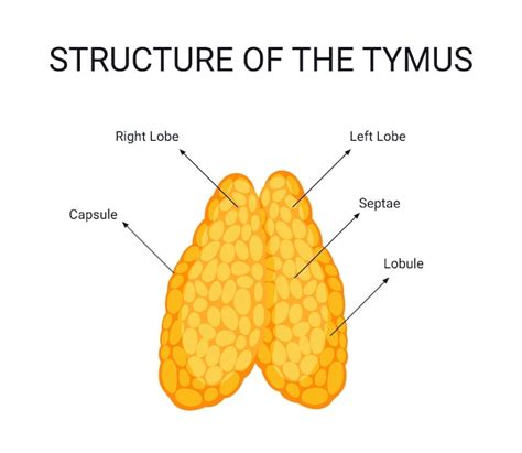 Structure du thymus concept de détails d organes d illustration