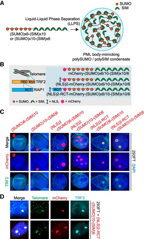 Engineering Poly Sumo Poly Sim Scaffolds To Induce Telomere