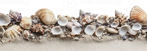 Colorful Seashells Collected On Sandy Beach Shore 53343204 Png