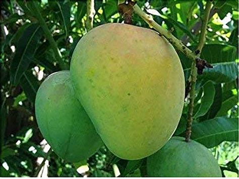 Buy Your Garden Rare Sundari Grafted Mango Dwarf Healthy Live Plant