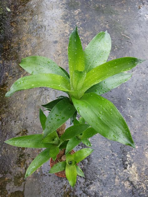 Dracaena Fragrans Iron Tree Furniture Home Living Gardening