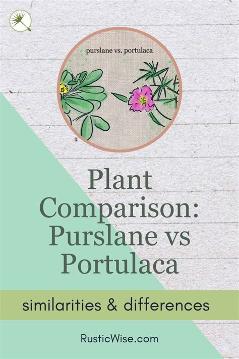 Plant Comparison Purslane Vs Portulaca