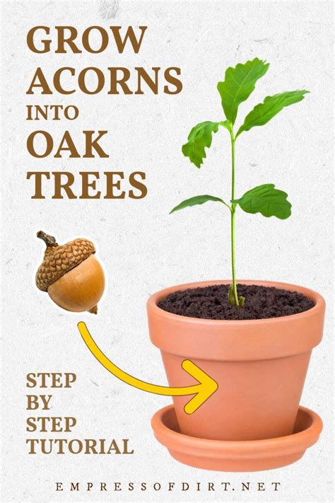 How To Grow An Oak Tree From An Acorn Step By Step Artofit