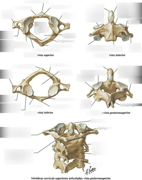 Vértebras Cervicais Atlas e Áxis Diagram Quizlet