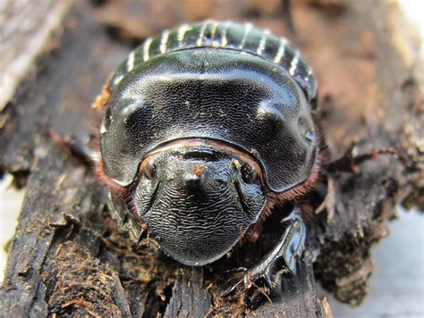 Blue Jay Barrens Dung Beetle