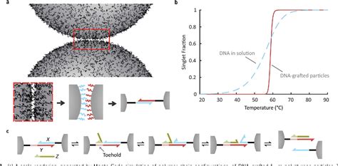 Figure 1 From Using Dna Strand Displacement To Control Interactions In Dna Grafted Colloids