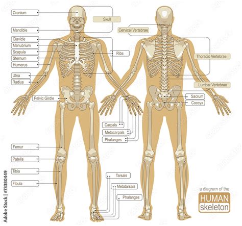 A diagram of the human skeleton Stock Vector | Adobe Stock