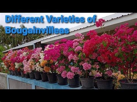 113 Varieties of Bougainvillea and their ID's | Simple Living | Plants, Bougainvillea, Simple living