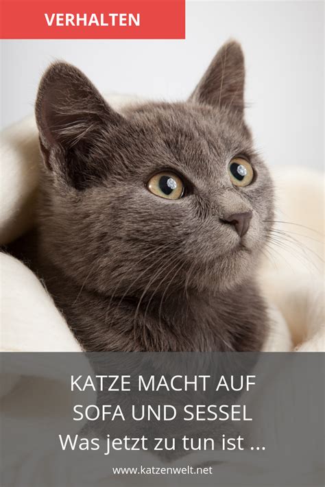 Pin Auf Katzen Erziehung