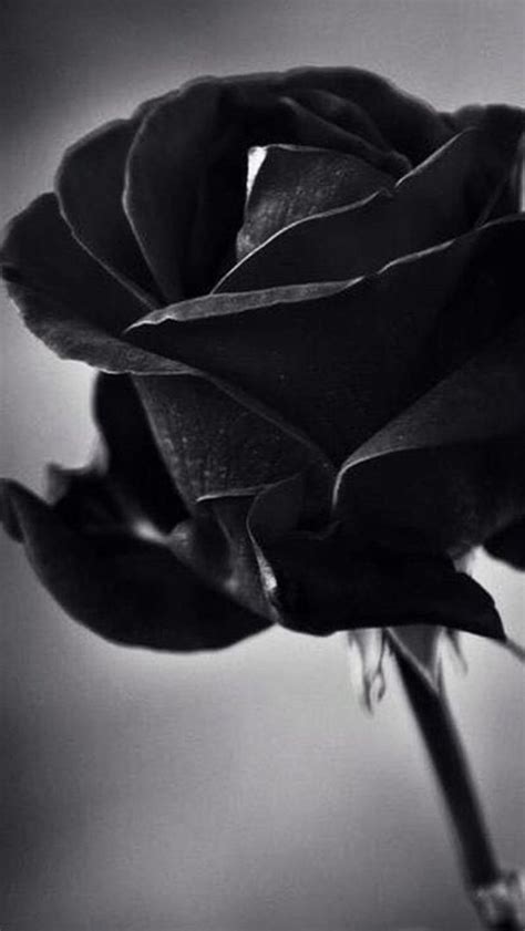 Full Black Colour Rose Full Black Colour Rose Hd Phone Wallpaper