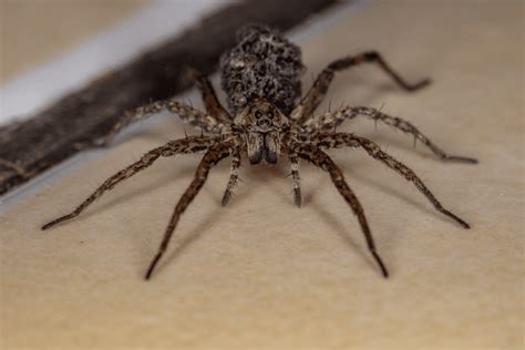 The Truth About Wolf Spiders Are They Poisonous