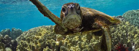 7 interesting facts about sea turtles - Breaking Latest News