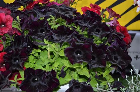 Petunia Crazytunia® 'Black Mamba' Petunia | Garden Center Marketing