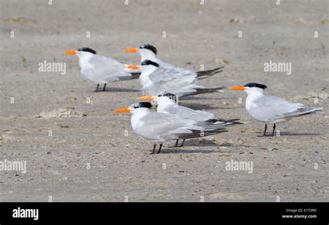 A Group Of Royal Terns Thalasseus Maximus On The Coast Of Galveston