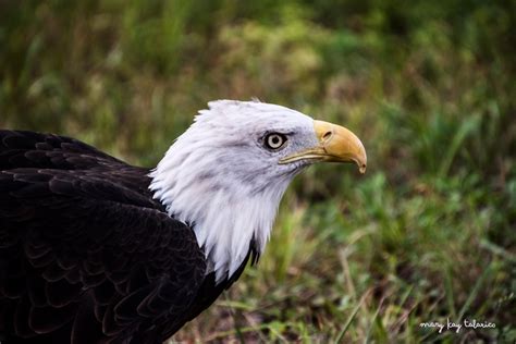 Building A New Wildlife Center Hawk Creek Wildlife Center