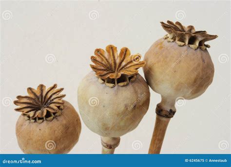 Dried Poppy Seeds Pods Royalty Free Stock Photo Image