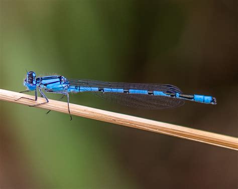 Common Blue Damselfly Photography Creativity