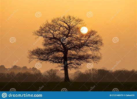 Solitary Oak Tree In A Field Shortly Before Sunset March 2021 Stock