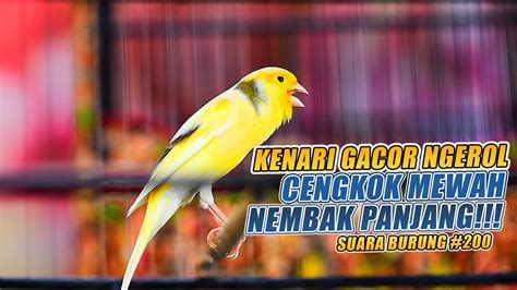 Suara Burung Kenari Gacor Panjang Ini Cocok Untuk Masteran Kenari