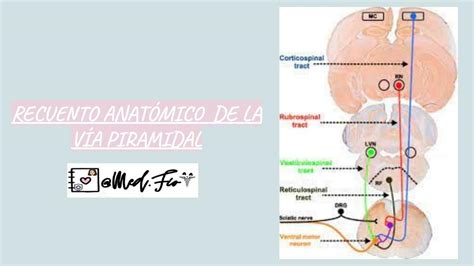 Neuroanatom A De La V A Piramidal Udocz