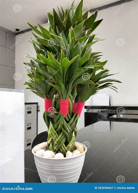 Small Decorative Plants in a Office Room Stock Image - Image of small, decorative: 263696667