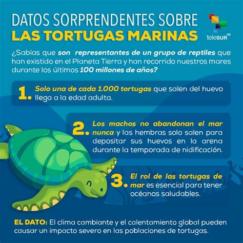 Datos Sorprendentes Sobre Las Tortugas Tortugas Marinas Actividades