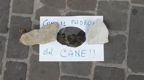 Cagnolino Fa I Bisogni In Strada Sorpresa Per Il Padrone Incivile