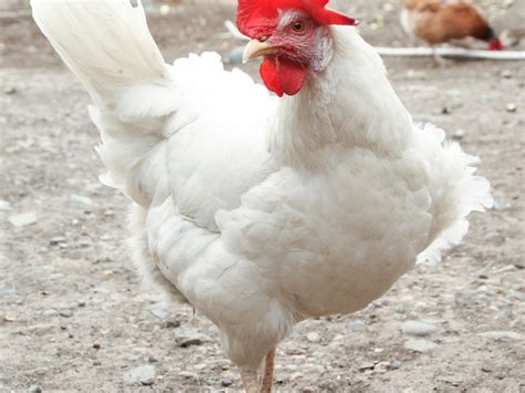 Broiler Chicken Breeds: 17 of the Best Meat Chickens - Mother Farmland