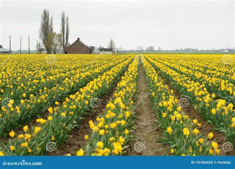 Daffodil Field Stock Image Image Of Green Garden Floral 19186459