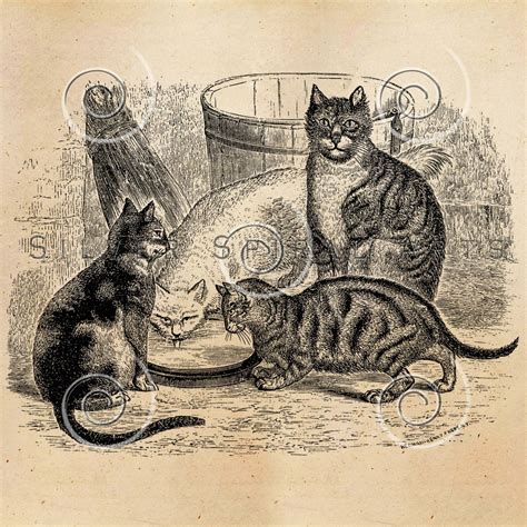 Vintage Cat Illustration Printable Cats 1800s Antique Animal Print