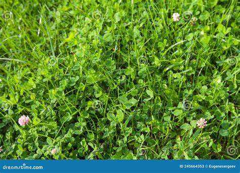 Färsk Grön Sommargräs Med Gräs Och Klöver Naturlig Bakgrund