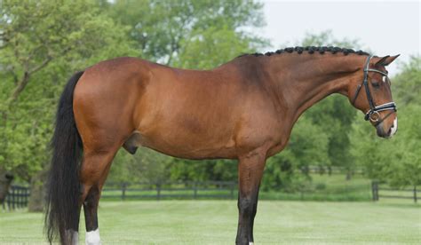 9 Popular Warmblood Horse Breeds Every Equestrian Should Know - Helpful Horse Hints