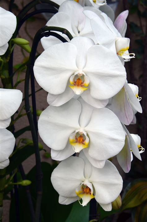 Identifying Orchids Longwood Gardens