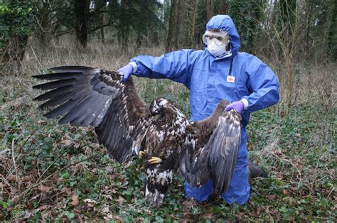 Mystery As Two Incredibly Rare White Tailed Eagles Found Dead Miles