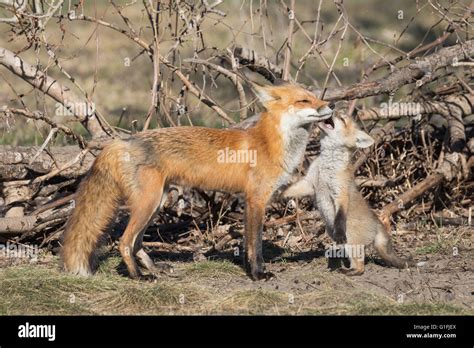 Kit Fox Mother Hi Res Stock Photography And Images Alamy