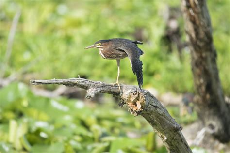 Free Images Nature Branch Wildlife Green Beak Fauna Canada