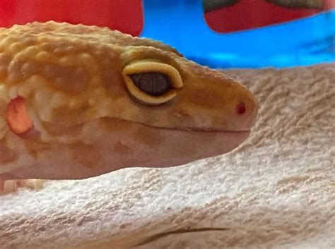 Leopard Gecko Mouth Rot Stomatitis Explained Causes Symptoms