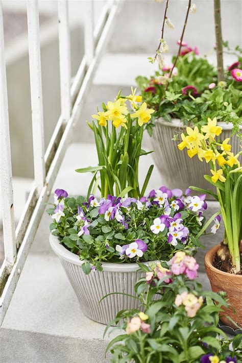 Stemorsblomsten Passer Ekstra Fint Sammen Med L Kblomster Som