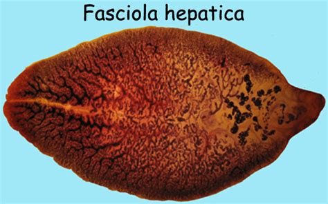 Detail Gambar Daur Hidup Fasciola Hepatica Koleksi Nomer