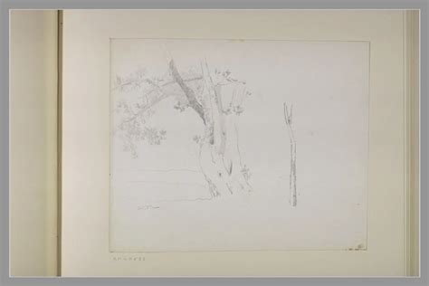 Tronc D Un Vieil Arbre Et Croquis D Un Tronc De Jeune Arbre Odilon